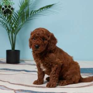 Elara, Miniature Poodle Puppy